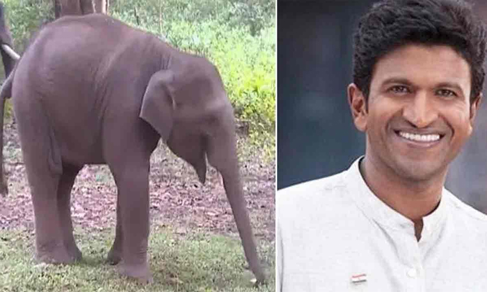  Karnataka Forest Department Named A 2 Years Elephant Calf Puneeth Raj Kumar Ac-TeluguStop.com