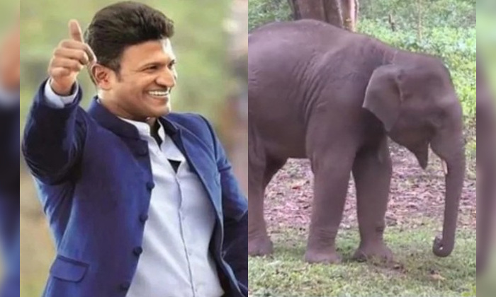 Telugu Puneeth, Elephant, Kannada, Karnatakaforest, Shivamogga-Movie