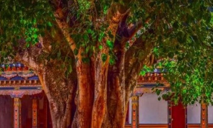  This Tree Should Not Be Kept In The House Even By Mistake Also-దేవతా వృక్షమైన ఈ చెట్టును పొరపాటున కూడా ఇంటిలో ఉంచకూడదు..-Devotional-Telugu Tollywood Photo Image-TeluguStop.com