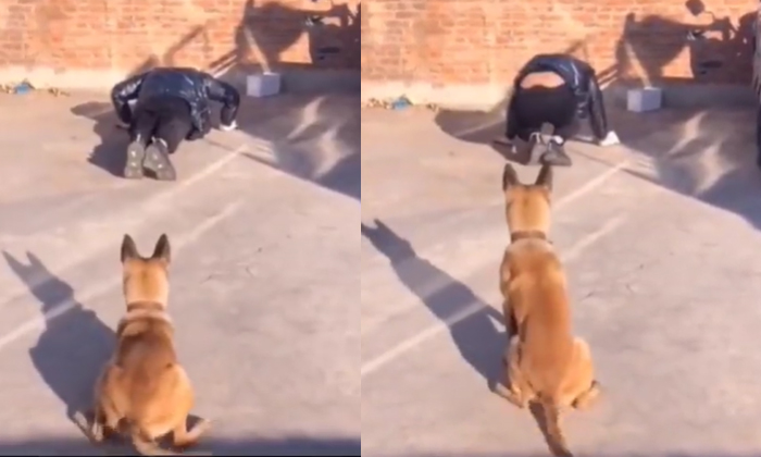  Most Laughs When He Sees How This Dog Does For Fitness , Dog, Fitness Video-TeluguStop.com