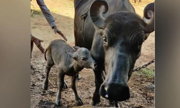 Telugu Bike, Buffaloes, Calf, Baby, Chennai, Latest, Mother, Mother Buffalo, Mot