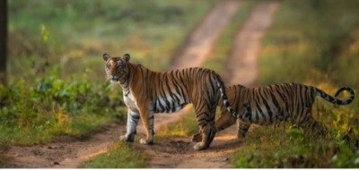 Mp Reports Highest Tiger Deaths Between 2012-2019-TeluguStop.com
