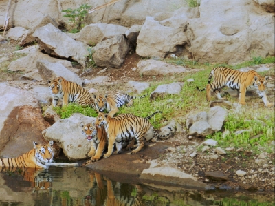  Notification To Centre Madhya Pradesh About 36 Deaths Of Tigers-TeluguStop.com