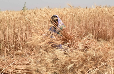  Pak To Favorably Consider Taliban Request To Transport Wheat From India-TeluguStop.com