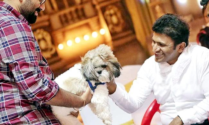  Puneeth Raj Kumar Pet Dog Get Emotional After His Death Details, Puneeth Raj Kum-TeluguStop.com