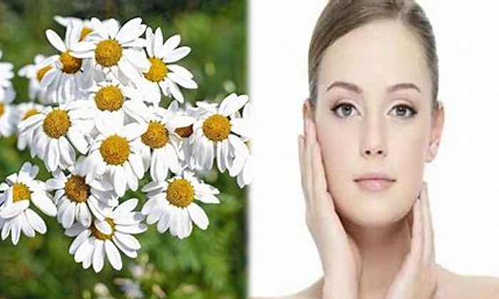 Telugu Tips, Chrysanthemum, Latest, Skin Care, Skin Care Tips-Telugu Health - 