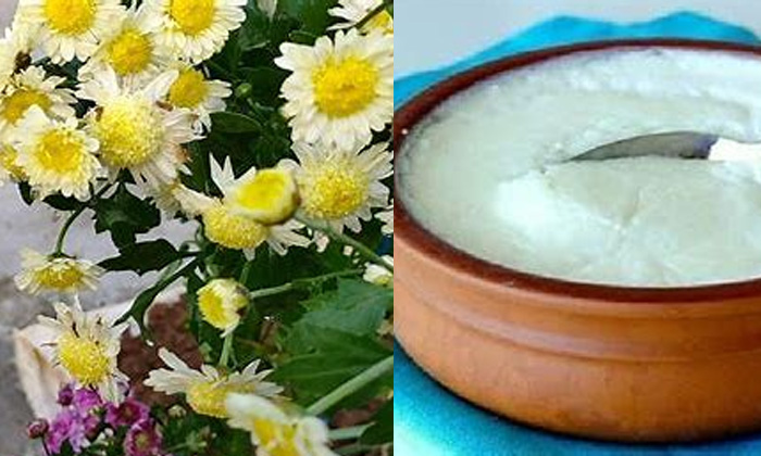 Telugu Tips, Chrysanthemum, Latest, Skin Care, Skin Care Tips-Telugu Health - 