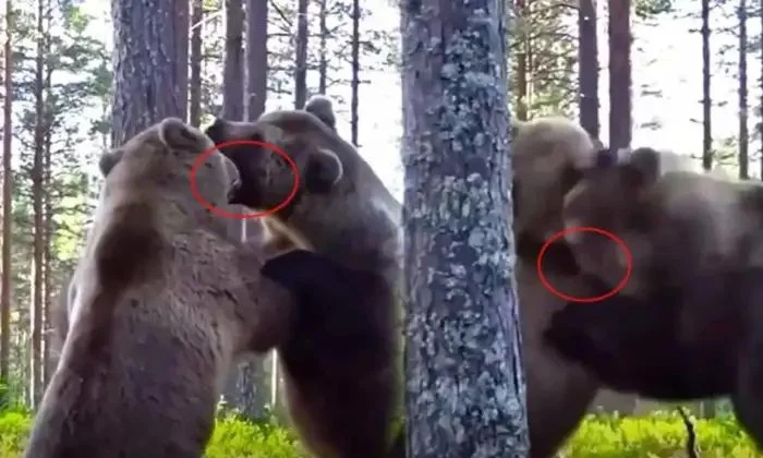  Viral Video Fierce Fight Between Two Bears If You Know What Happened In The End-TeluguStop.com