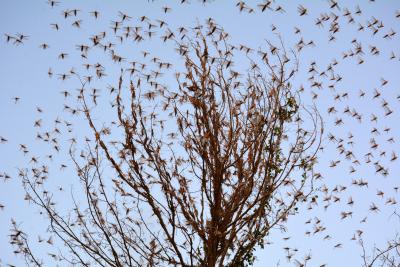  Tanzania To Purchase A Spray Plane To Combat Locust Invasions-TeluguStop.com