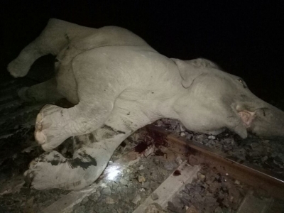  Three Female Elephants Were Killed In A Speeding Train Accident In Tn.-TeluguStop.com