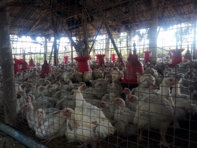  After The Fall In Chicken Prices, Tn’s Poultry Farmers Are In Serious Fina-TeluguStop.com