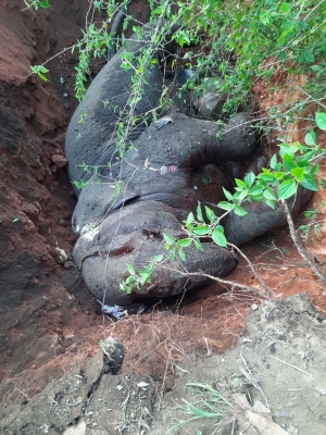  Two Loco Pilots Are Booked In Tn For The Death Of 3 Elephants-TeluguStop.com