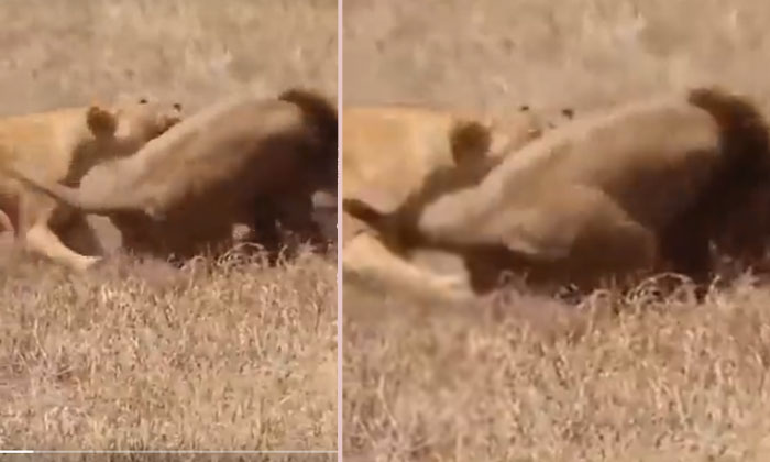  Viral . Female Lions Fight With Male Lion .., Viral Video, Lions Fight, Lion , V-TeluguStop.com