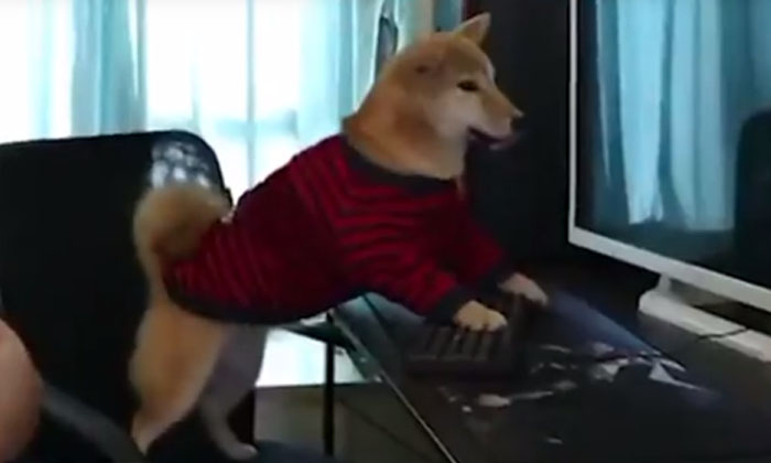  Dog Playing A Game On The Computer. You Have To Laugh When You See It, Dog, Vira-TeluguStop.com