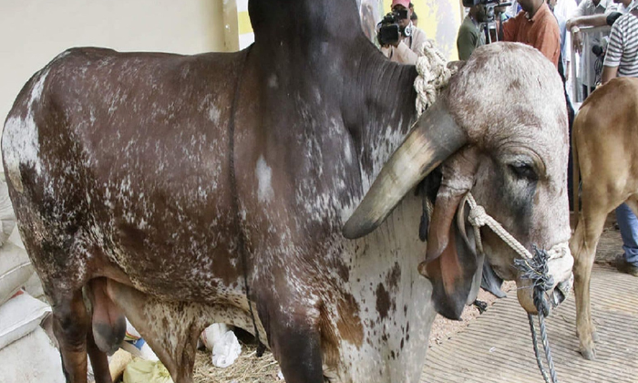  Viral You Will Never See Such Expensive Bulls What Is The Price, Viral News, Vir-TeluguStop.com