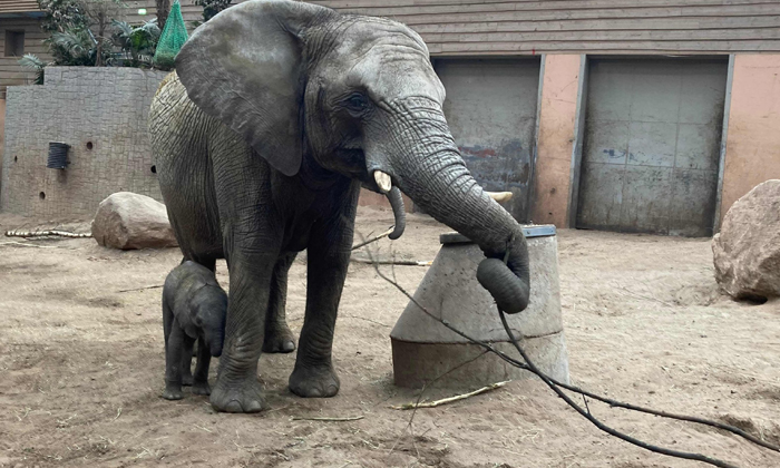  Viral  Netizens Are Fed Up With Little Elephant Bumpy Feet, Viral News, Viral Ne-TeluguStop.com