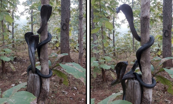  Viral Pic Of Three Cobras At A Time In Maharashtra Forests Details, Viral Latest-TeluguStop.com