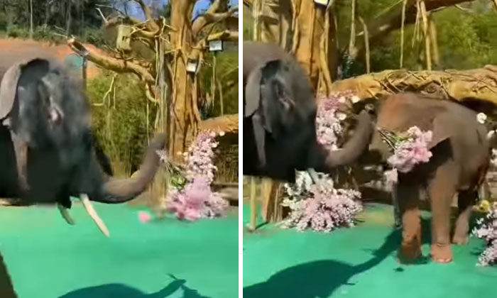  Viral Video ... Elephant Proposing To His Girlfriend Viral Video, Viral Video In-TeluguStop.com