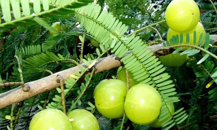  Amla Advantages In Kaarteekamaasam, Karthika Masam , Amla , Vanabhojanalu , Vita-TeluguStop.com