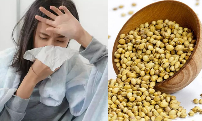  What Are The Health Benefits Of Coriander Seeds, Health Benefits, Coriander Seed-TeluguStop.com