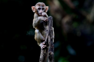  A Cab Driver Saves An 8-month Old Monkey Who Has Died In Tn-TeluguStop.com