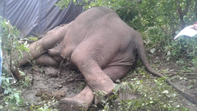  93 Elephants Electrocuted In Tn In Last 10 Yrs, Says Rti Activist-TeluguStop.com