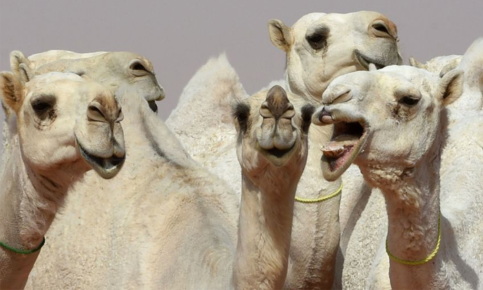  Beauty Contest For Camels Did You Know This Details, Beauty Contest, Camels News-TeluguStop.com