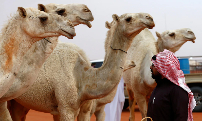 Telugu Prize, Camels, Contest, Camels Fest, Camelsfest, Riyadh, Saudi Arabia-Lat