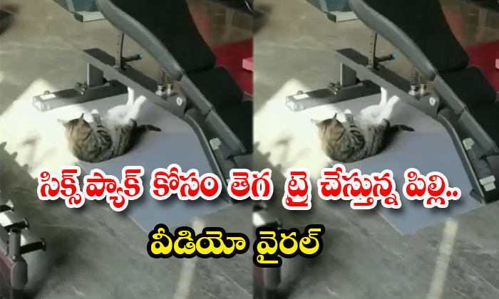 Cat Trying Tribe For Six Pack Video Viral-TeluguStop.com
