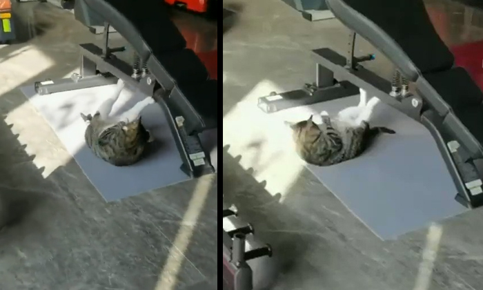  Cat Trying Tribe For Six Pack Video Viral Details, Viral Video, Cat Feats, Socia-TeluguStop.com