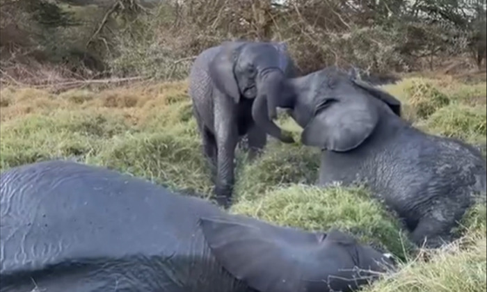  Video If You See How These Tuskers Were Beaten, Elephant, Viral Latest, News Vir-TeluguStop.com