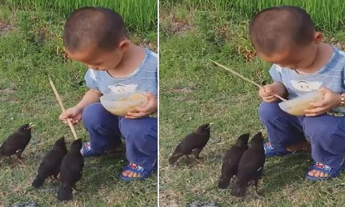  How Much Love Do Birds Have For This Buddy Netizens Who Are Getting Happy Detail-TeluguStop.com
