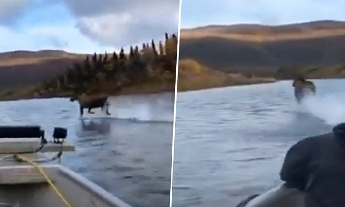  Moose Running On Water Viral Video, Moose, Moose Video Viral, Netizens, Funny Co-TeluguStop.com