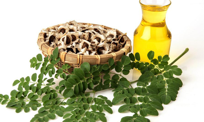  Moringa Oil Prevent You From White Hair!, Moringa Oil, White Hair, Latest News,-TeluguStop.com