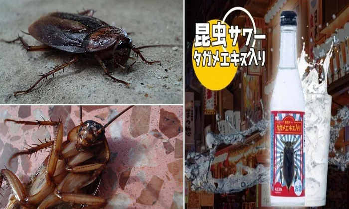 Telugu Beer, China, Cockroach, Cockroach Beer, Cockroaches, Japan-Latest News -