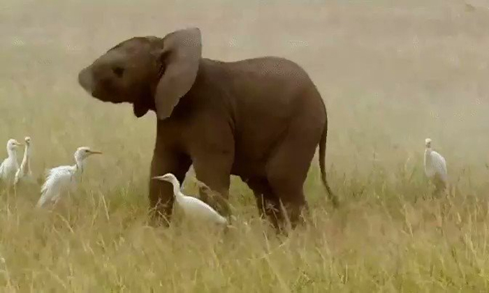  See How This Baby Elephant Warns The Storks Details, Baby Elephant, Viral Video,-TeluguStop.com