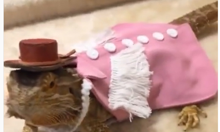  Squirrels And Squirrels Wearing Fashionable Clothes, Squirrels, Viral Video-TeluguStop.com