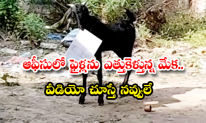  The Goat Who Picks Up The Files In The Office If You Watch The Video-TeluguStop.com