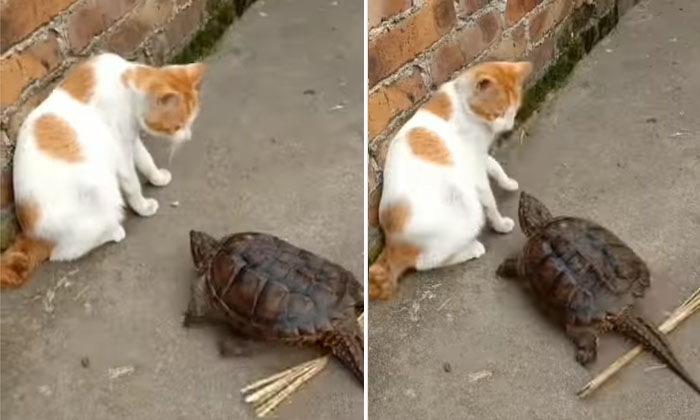  Viral .. Tortoise Playing With A Cat .  Viral Video, Tortoise Attack, Viral , Fu-TeluguStop.com