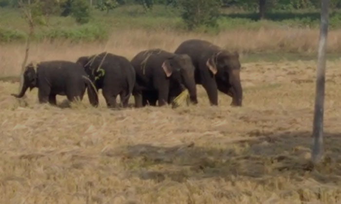  Elephant Terror In Komarada Zone Of Vijayanagaram District , Elephant , Komarad-TeluguStop.com