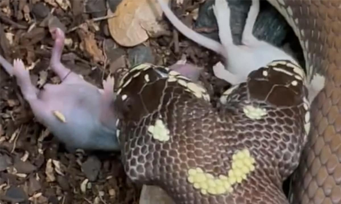  Viral A Two Headed Snake That Swallows Rats Indiscriminately Details, Viral Vide-TeluguStop.com