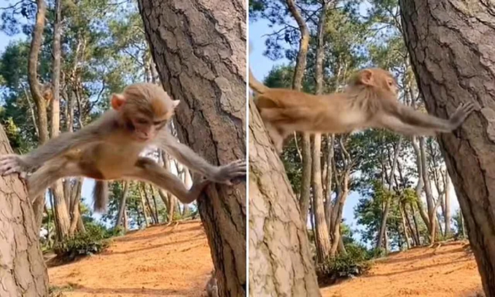  Viral This Monkey Looks Like A Disciple To Jackie Chan Details, Viral Video, Mon-TeluguStop.com