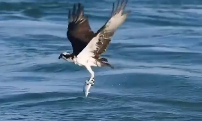  Viral .. An Eagle That Hunts Fish With Lightning Speed, Viral Video, Eagle Hunt-TeluguStop.com