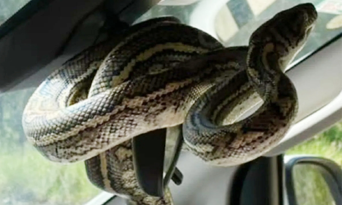  Australia Man Found Python While Traveling In A Car Details, Python, Viral Video-TeluguStop.com