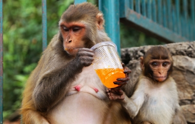  Rescued Baby Monkey From The Marina Beach Begging Racket In Chennai-TeluguStop.com