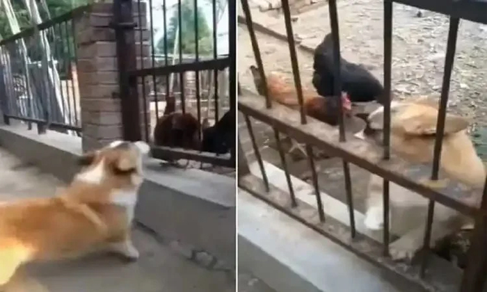  Barking Pet Dog Strange Reaction Infront Of Two Hens Details, Viral News, Viral-TeluguStop.com