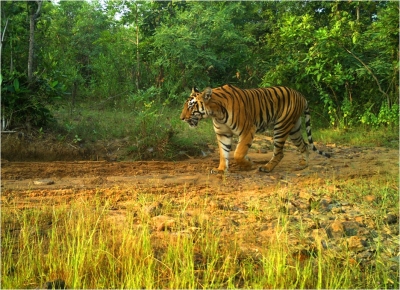  Census Of Tigers, Other Animals In Up Sanctuaries From Jan 1-TeluguStop.com