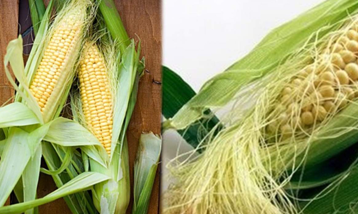  Wonderful Health Benefits Of Corn Silk! Health, Benefits Of Corn Silk, Corn Silk-TeluguStop.com