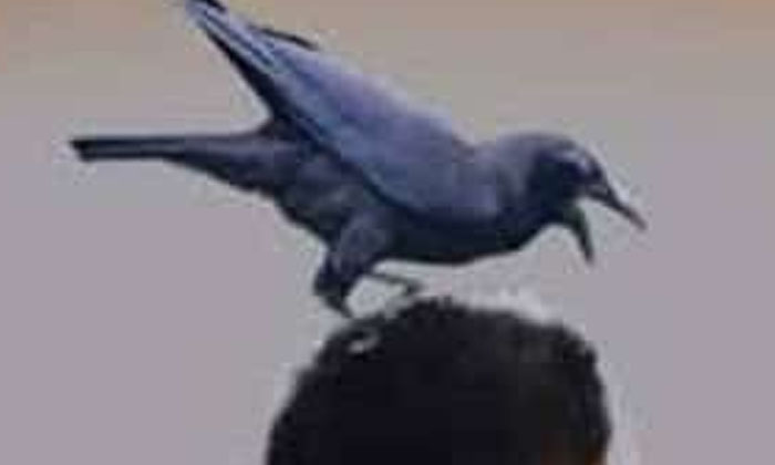  Scientific Reason Among While Crow Scrath The People, Scientific Reason , Crow ,-TeluguStop.com