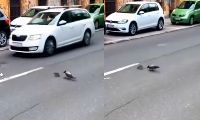  Crow Saved The Rat Which Is Going To Suicide Viral Video Details,  Viral Latest,-TeluguStop.com
